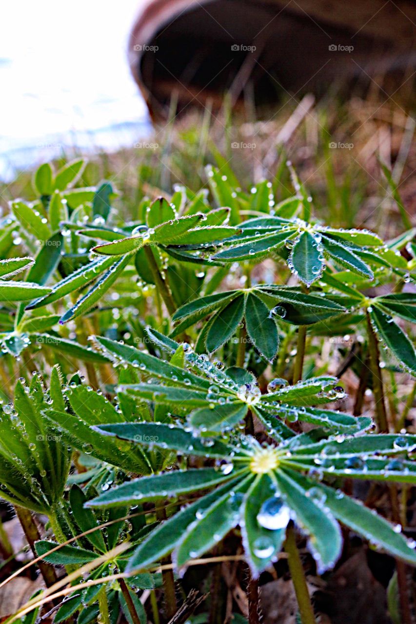 Gorgeous green leaf 