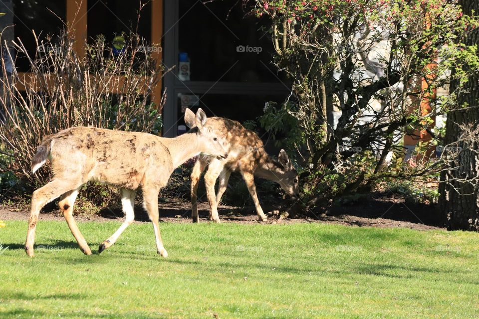 Deer passing in backyard 