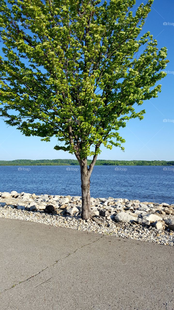 River view and tree
