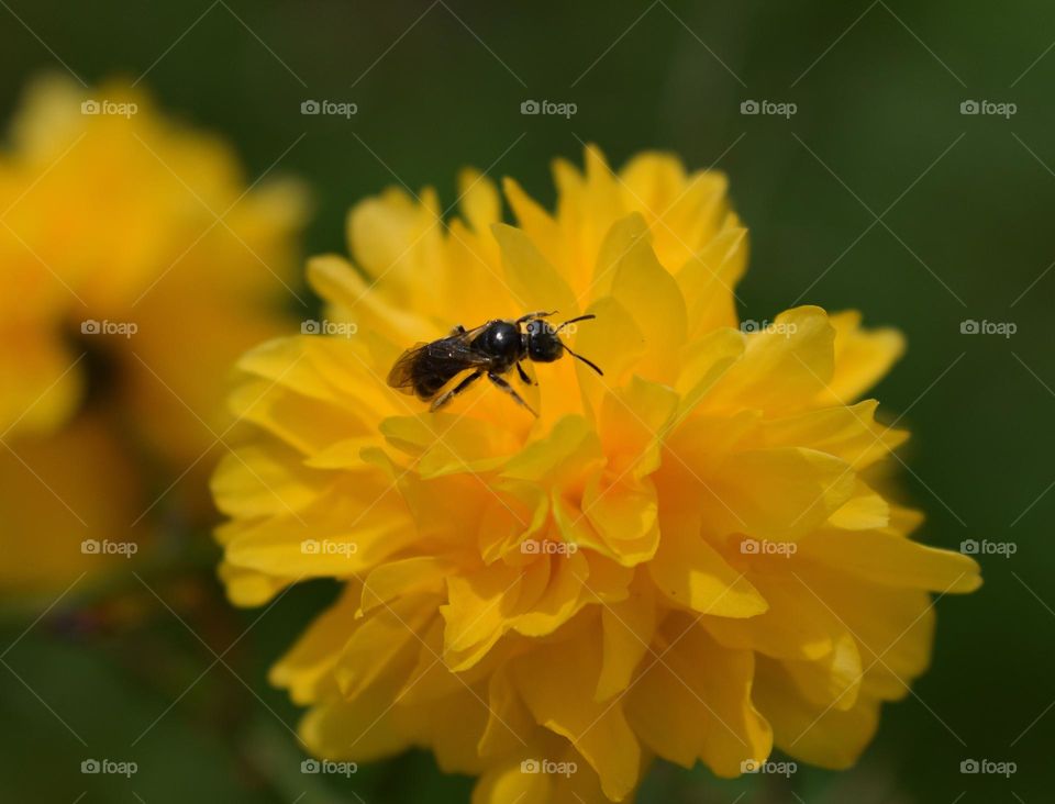 Bee on flower