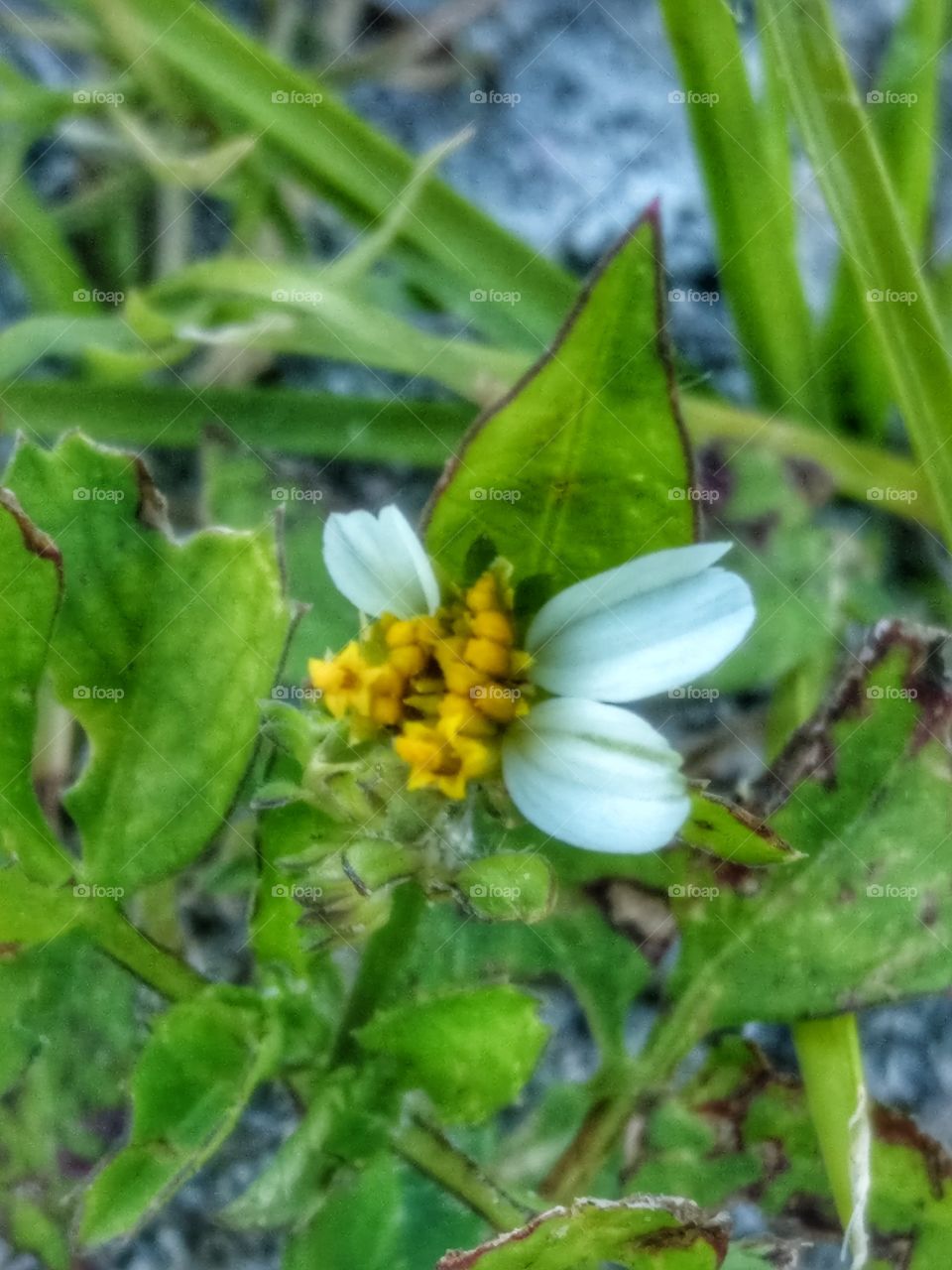 close up tiny flower