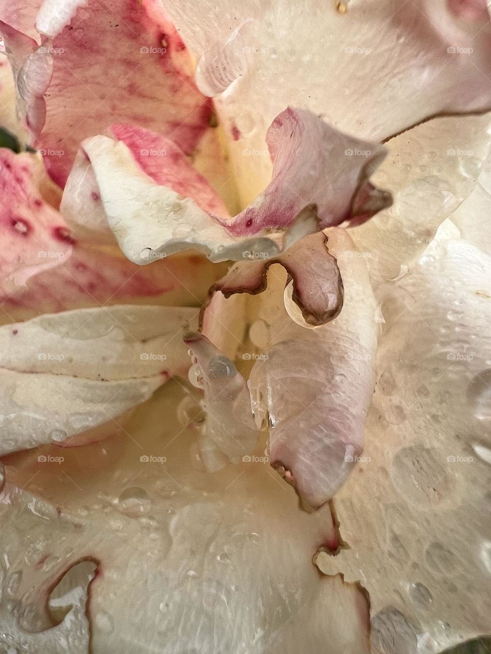 Pétalos mágicos y sedosos