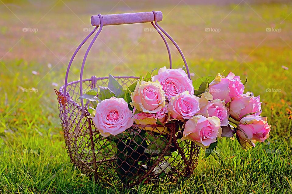 ROSE FLOWERS NATURE NATURAL NATUR NATURAL