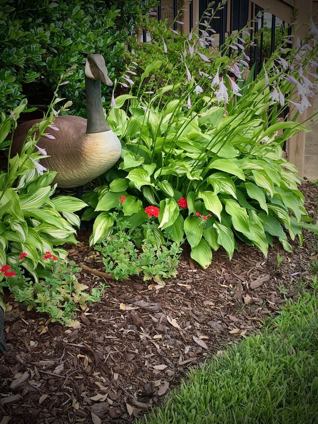 Latina & Hosta