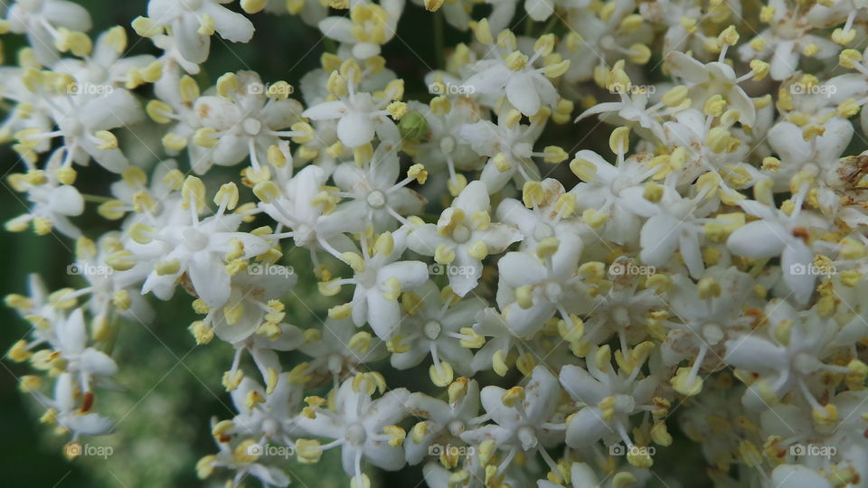 Elderflower UK
Belvoir
Sambucus is a genus of flowering plants in the family Adoxaceae, its species commonly called elder or elderberry. It was formerly placed in the honeysuckle family, Caprifoliaceae, but was reclassified due to genetic and morphological comparisons to Adoxa. In Sambucus, there are between 5 and 30 species of deciduous shrubs, small trees and herbaceous perennial plants