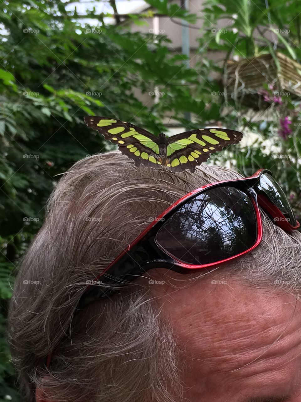 Butterfly on head