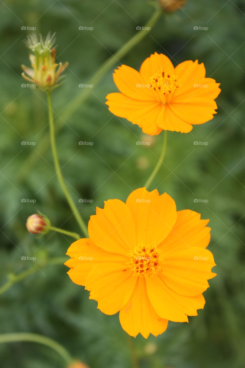 Two orange flowers. Two orange flowers