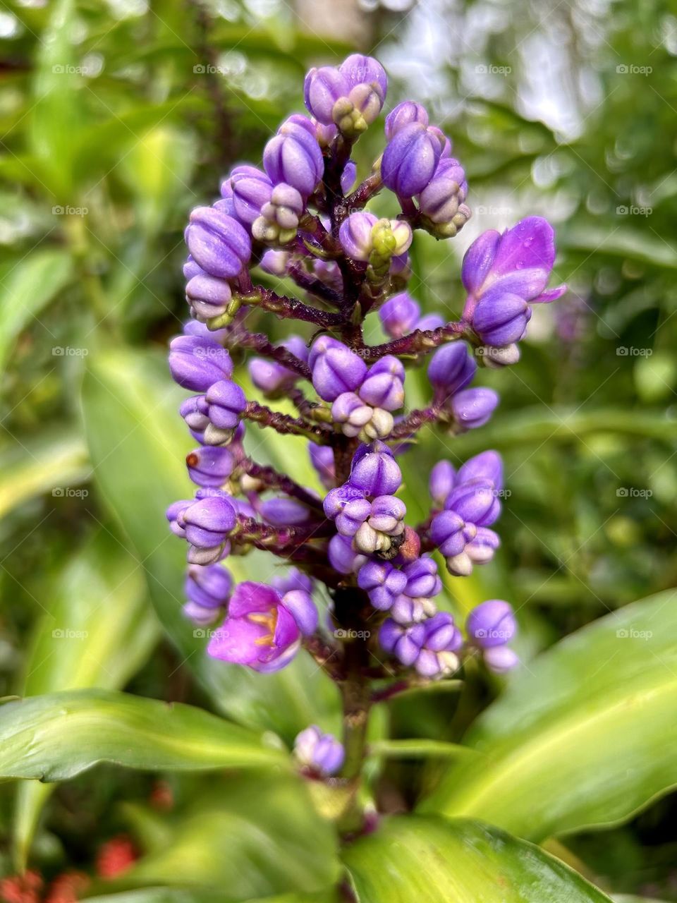 Bud made wildflowers, blooming