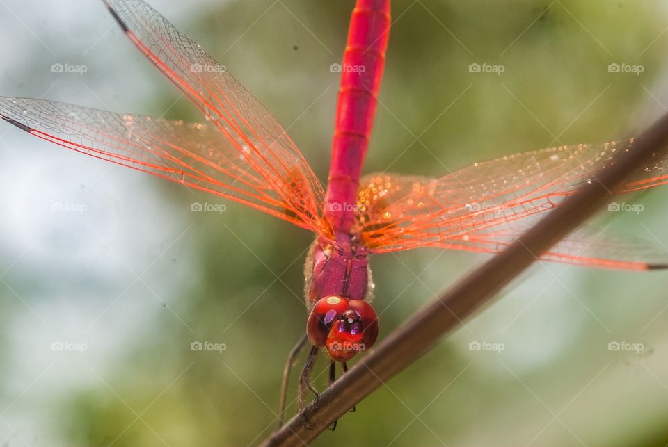 beautiful macro shot 