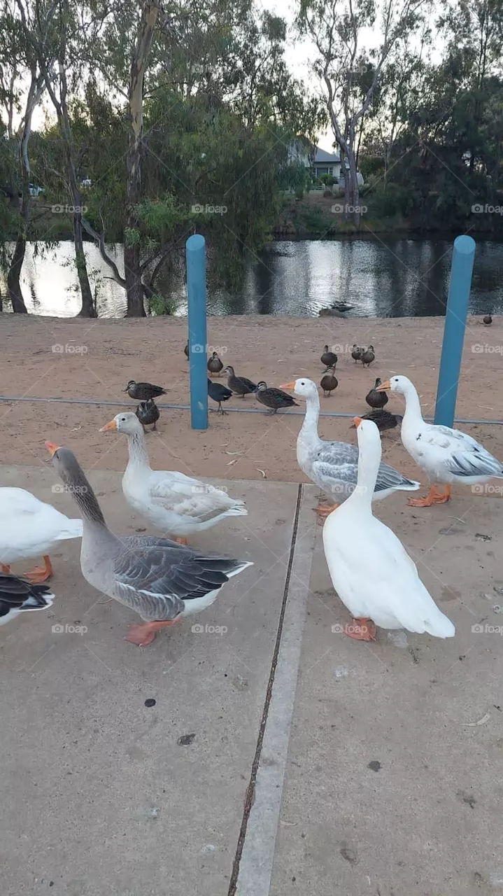 wagga wagga birds