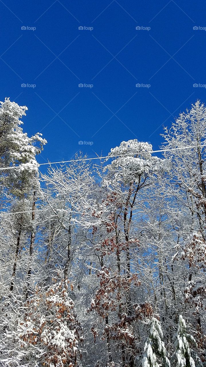 winter trees blue sky