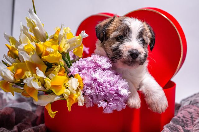 A puppy of a Jack Russell terrier