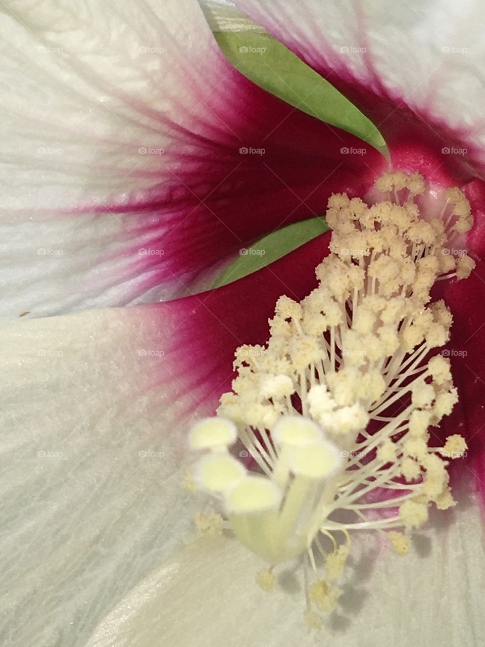 Macro Closeup of White Hibiscus with Red Center, Beautiful💞