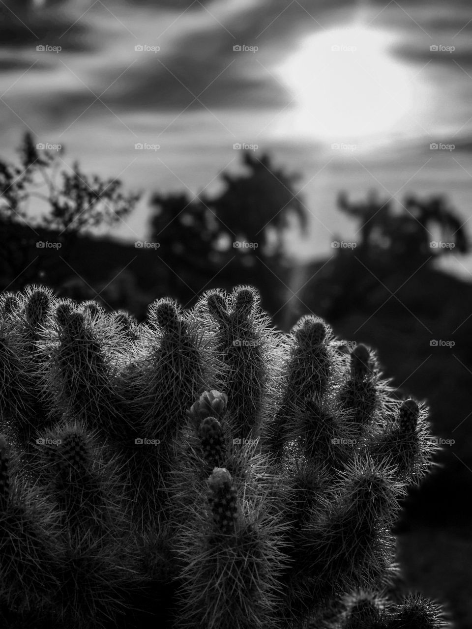 Nature - Desert Landscape 