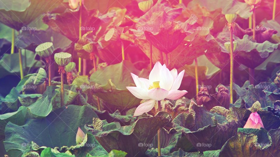 Beautiful Lotus with Lighting effect