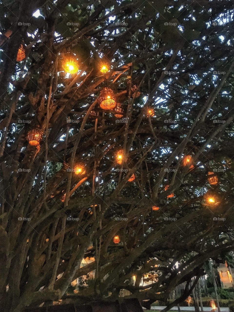 Beautiful tree lights in the Caribbean, best place to sit back and chill out for the day. 