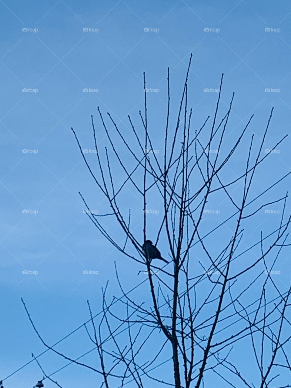 Bird in the tree