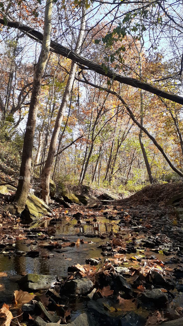 November Woodland