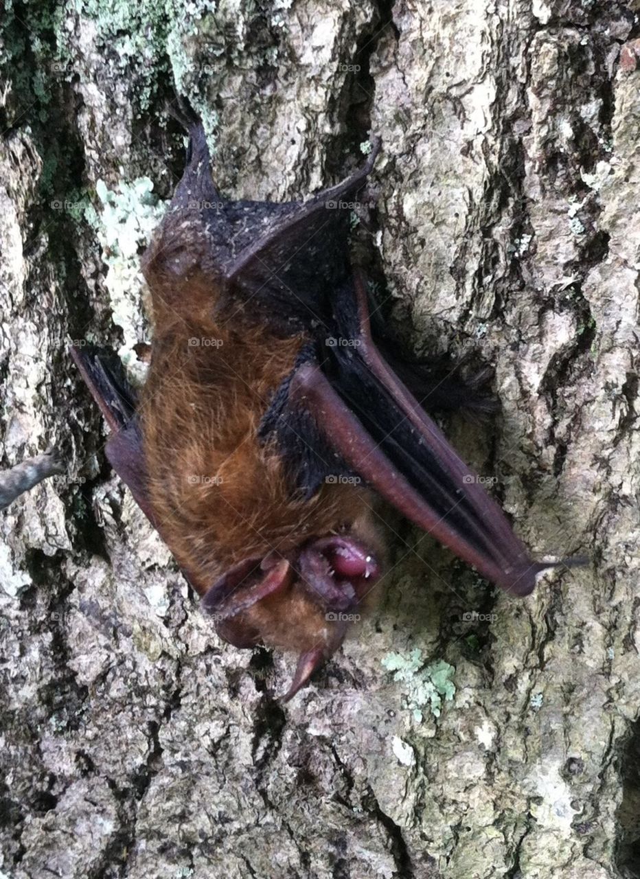 Be wary of daytime bats!