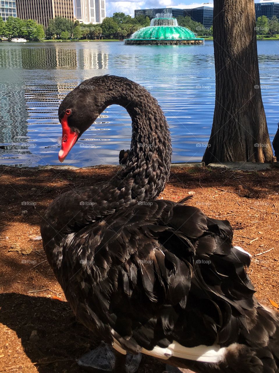 Black swan 