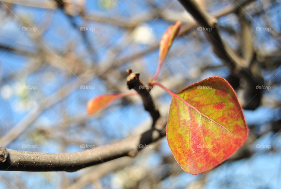 Autumn leaf on the tree