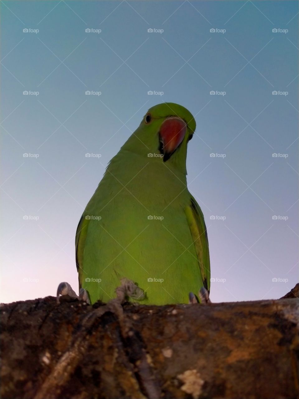parakeet