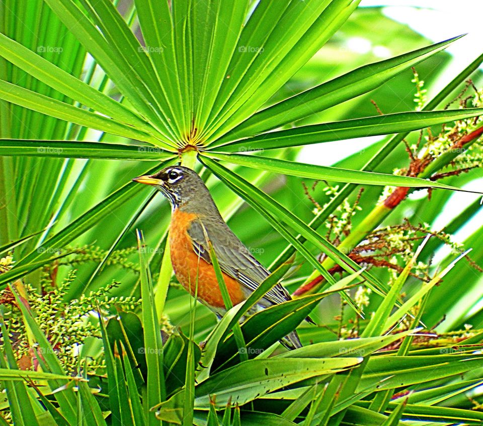 Red Robin 