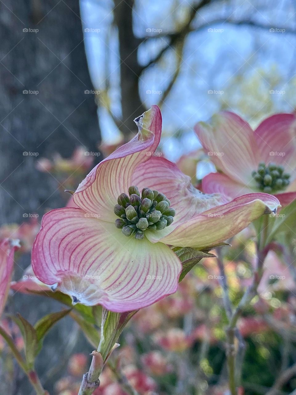 A pink dogwood blossom
