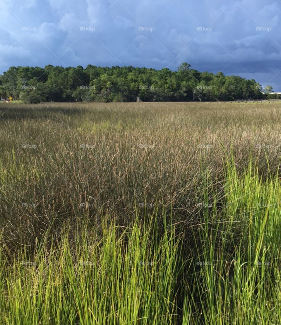 This Marshy Area will lead you to a secret Small Stream where there is a variety of Fish to catch and eat.