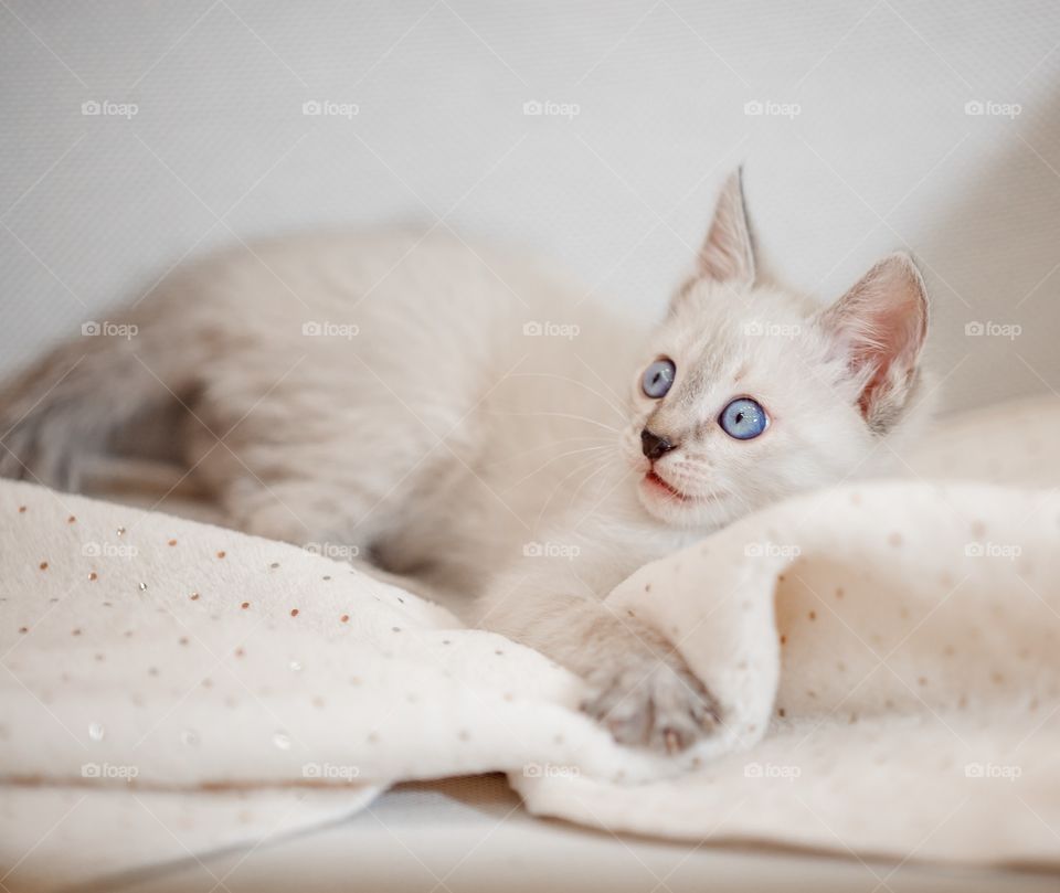 Little Tibet color-point kitten playing