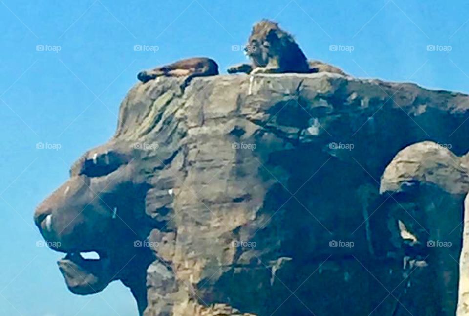 Colour lion sat on a lion shaped rock