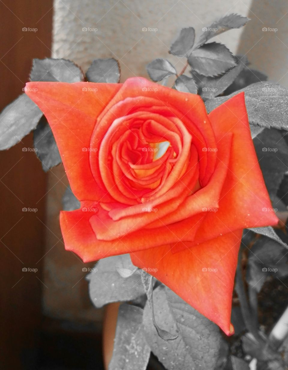 rose
rose