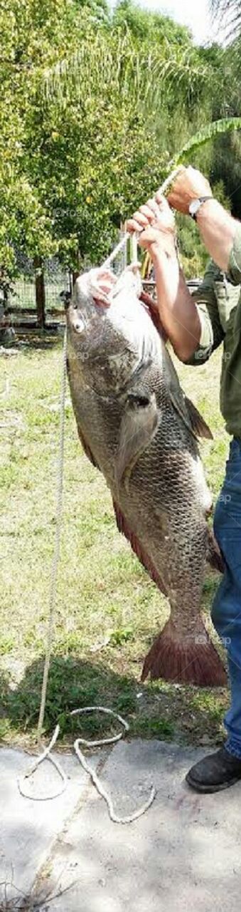 Black Drum