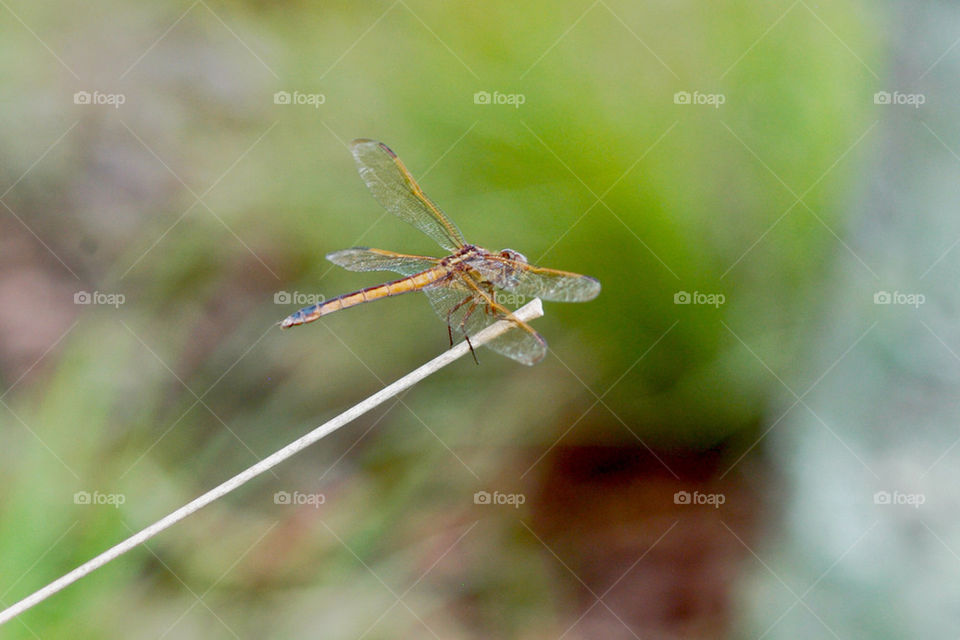 fly wings stick dragonfly by dslmac2