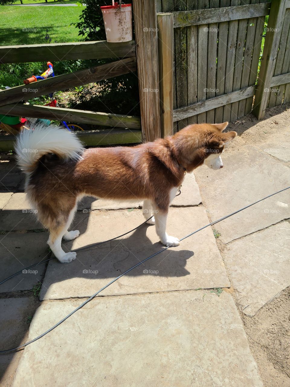 red husky with shadow