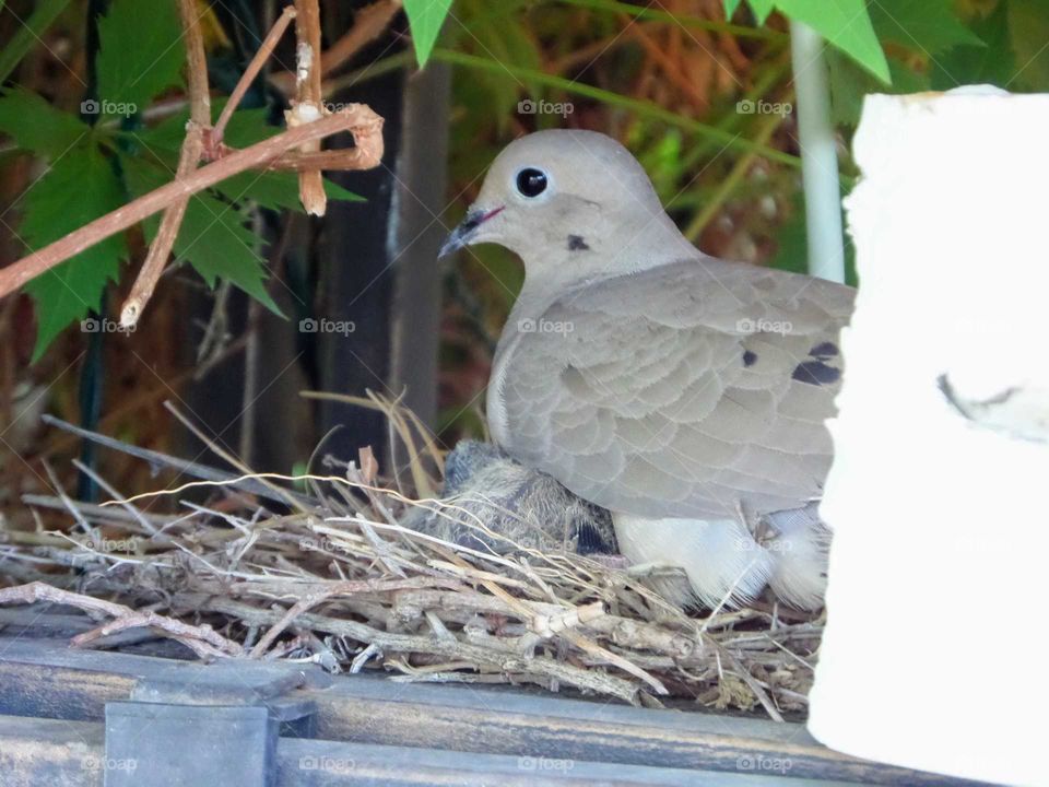 a photo of a mother dove with her baby in their nest in a shelf in the back yard