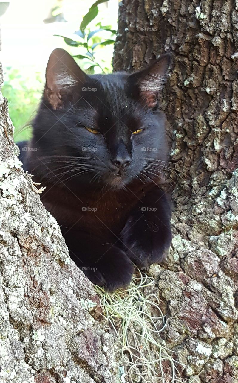 "Bob" resting in the tree