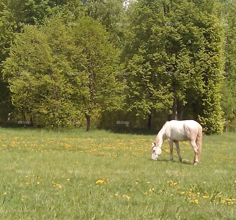 Mammal, Cavalry, Grass, Hayfield, No Person