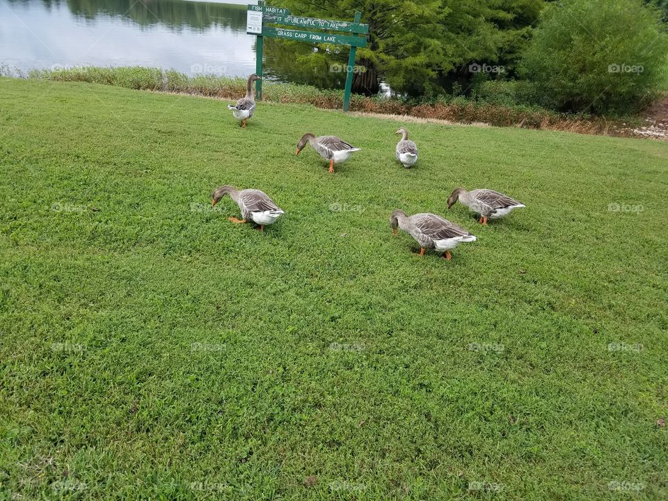 Goose or ducks?