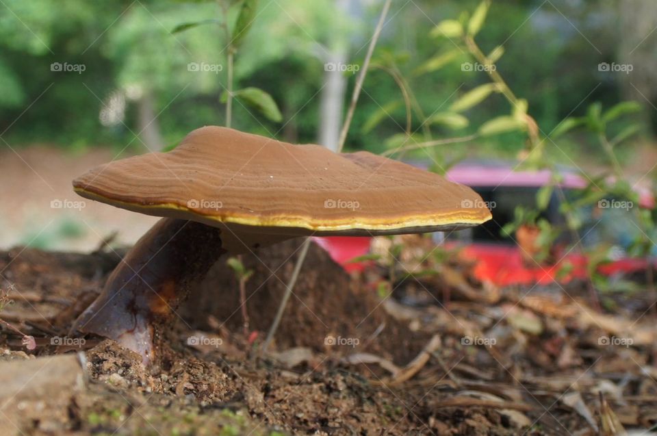 Side view of a mushroom