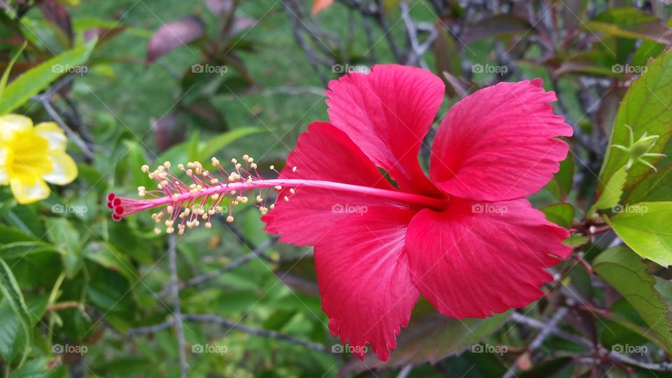 Tropical Flower