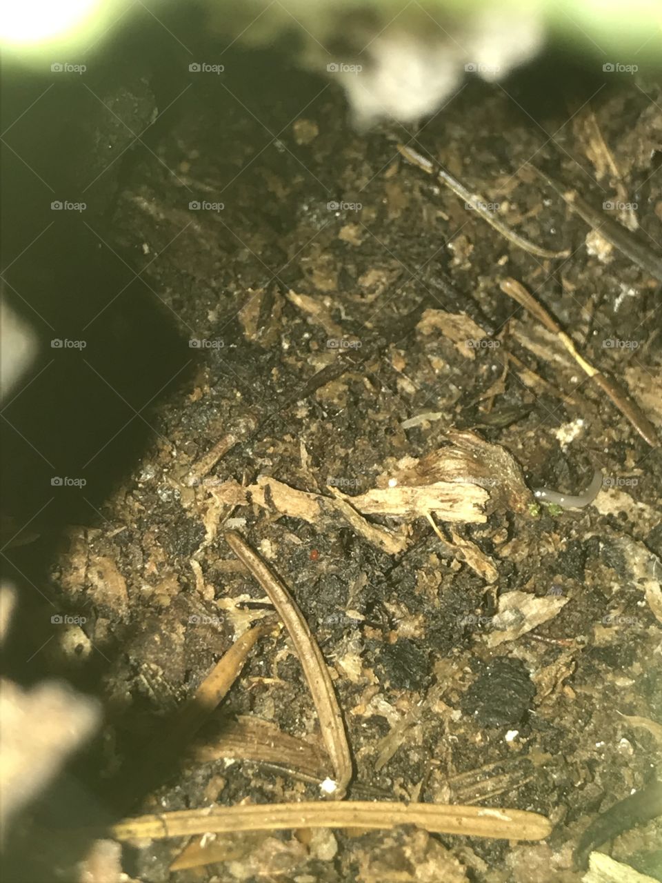 Intérieur d’un arbre 