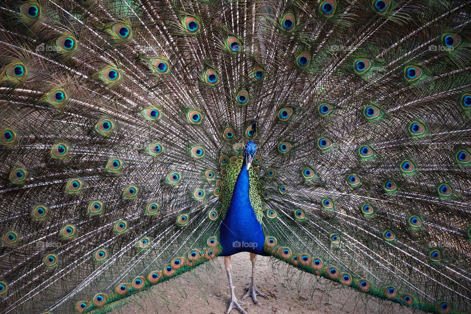 The peacock is showing off its beautiful feathers