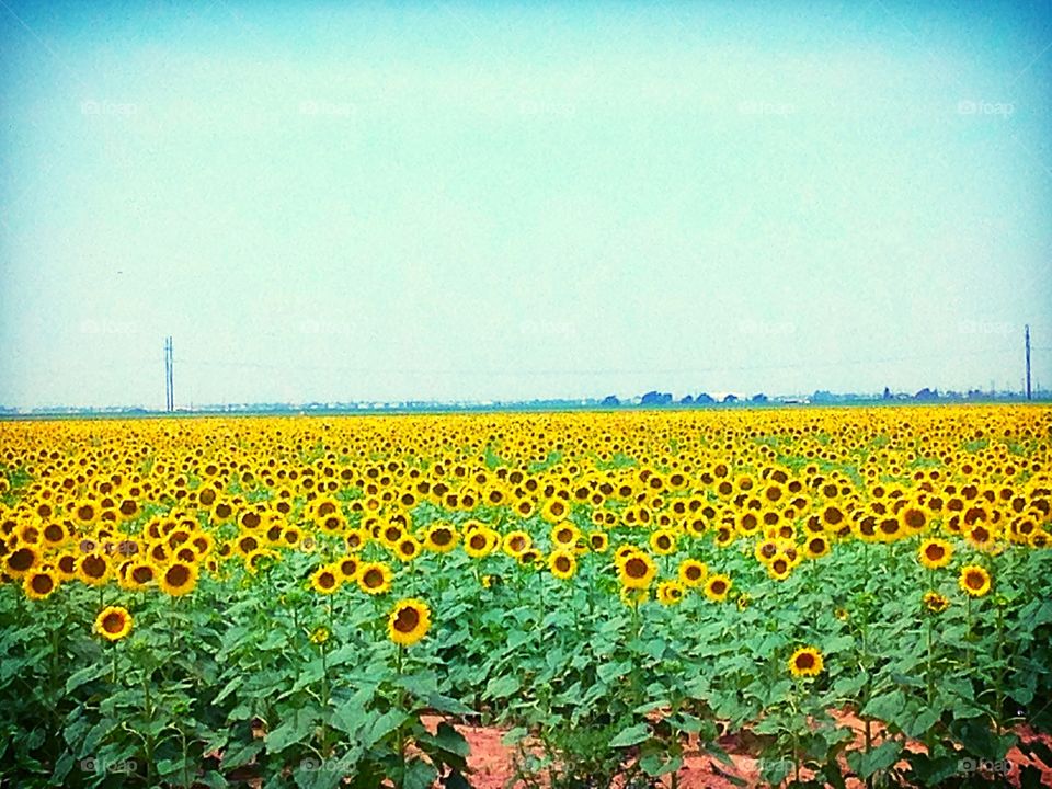 Field of yellow. I like sunflowers,but I LOVE seeing a field of Sunflowers.Every time I pass by them their beauty puts me in a great mood