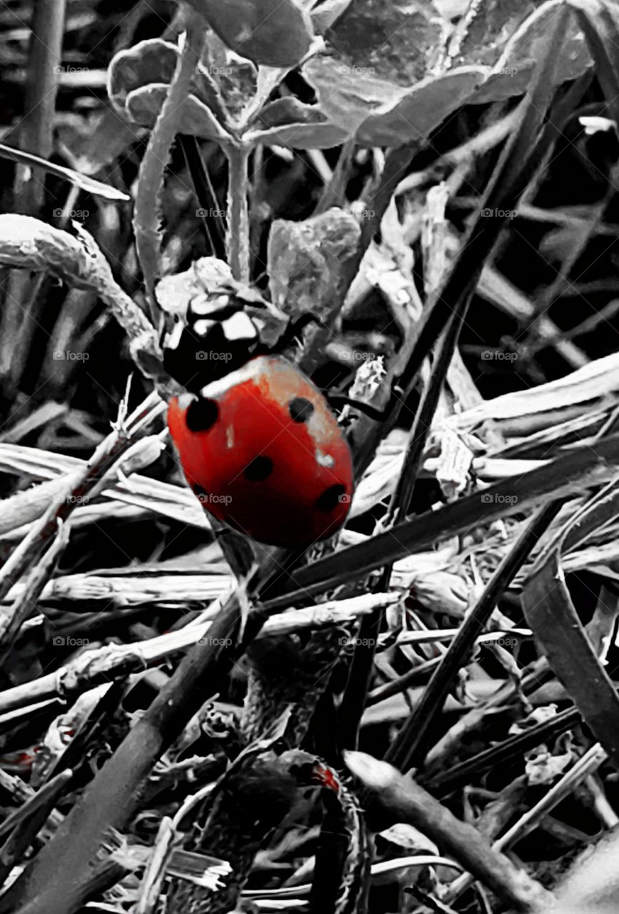 Ladybug