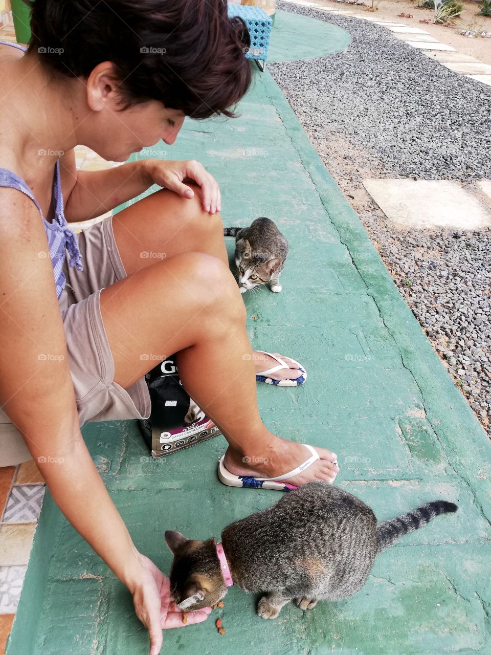 Woman giving food to cats 