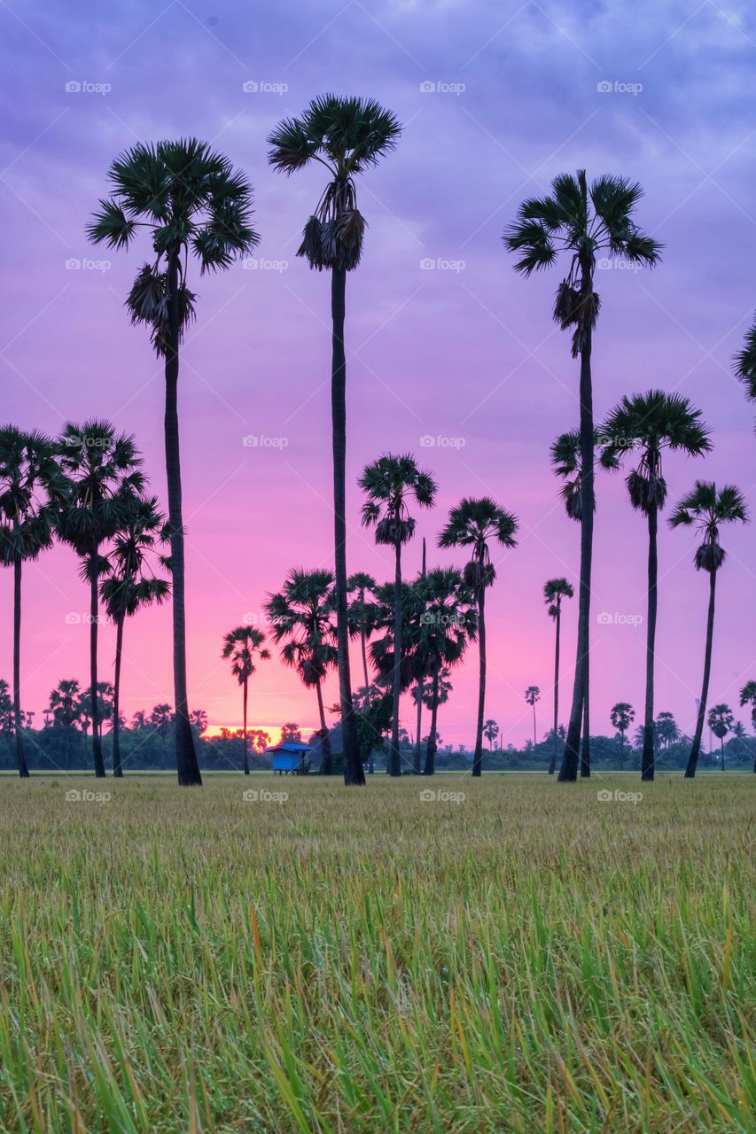 Beautiful silhouette sugar palm in the sunrise moment at golden rice field