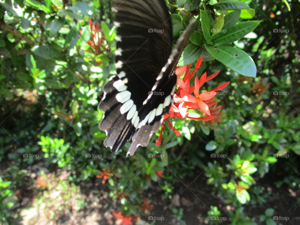 butterfly on flower