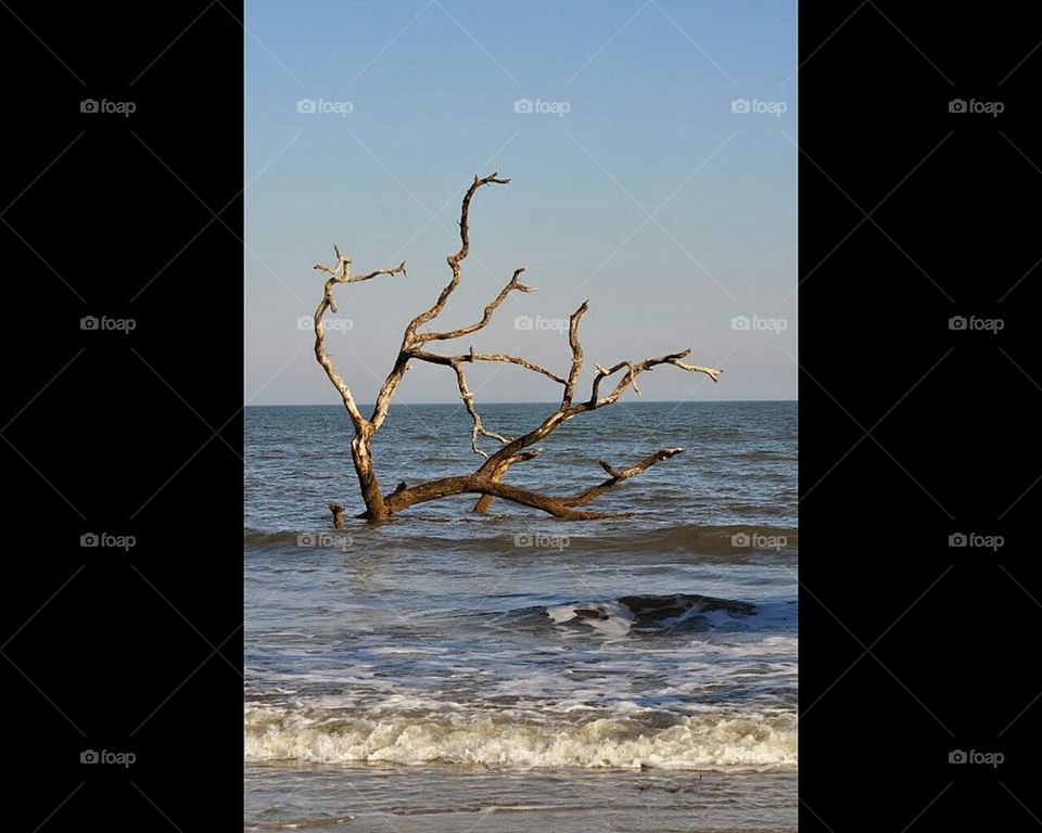 Driftwood in the surf