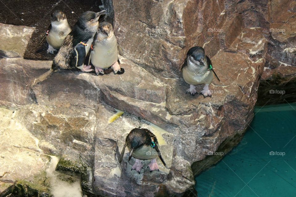 Penguins 